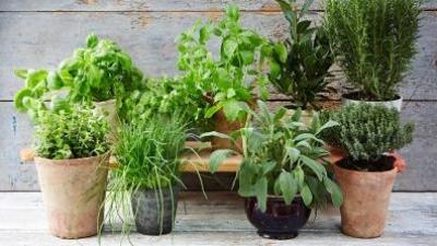 Vypestujte si bylinky doma či na balkóne.